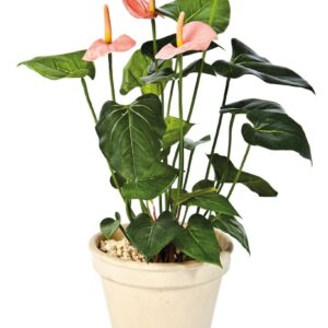 ANTHURIUM De Luxe Pink